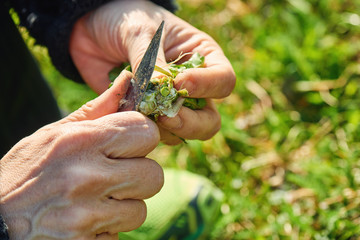 Harvesting dandelion greens 