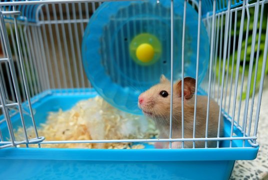 Close-up of a cute hamster in blue cage