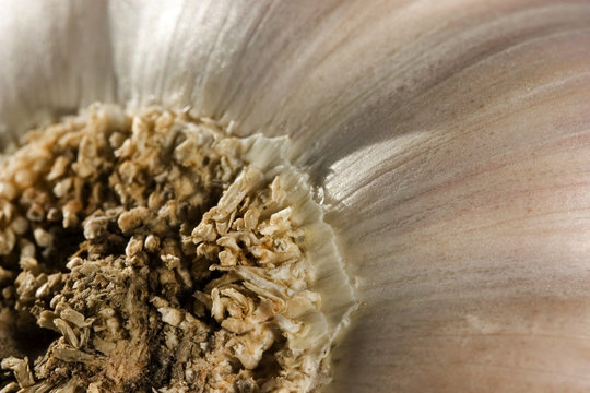 A bulb of garlic. A lower part with the roots. Closeup 1