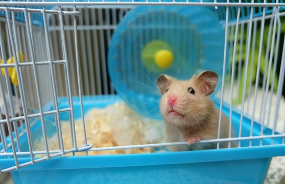 Close-up of a cute hamster in blue cage