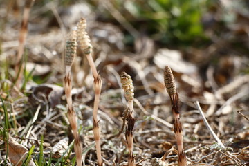 A horsetail