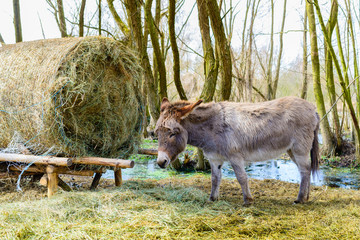 Wild donkey at the pasture early spring