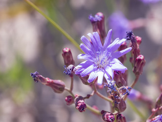 Siberian Lettuce or Lactuca Sibirica flower and buds macro, selective focus, shallow DOF