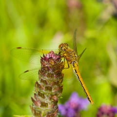 Yellow dragonfly on a weed macro, selective focus, shallow DOF