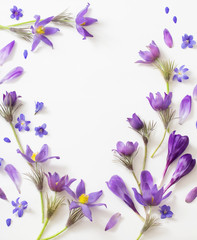 Obraz na płótnie Canvas Spring violet flowers on a white background