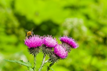 bee on scotch thistle flower macro, selective focus, shallow DOF