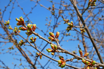 Dismissed cherry buds in springtime