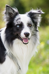 Border Collie