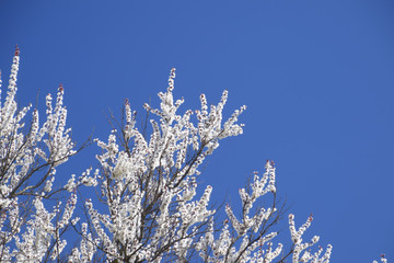 Spring flowering trees. Pollination of flowers of apricot. Bloom