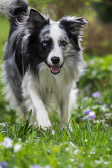 Border Collie in Frühlingswiese