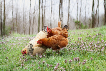 Free range organic chickens foraging in the springtime. Extreme shallow depth of field with selective focus on buff colored hen.