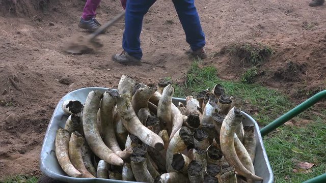 Filling cow horns with manure to make biodynamic horn manure 500 for use on the vineyards