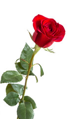 Naklejka premium Image with a red rose.