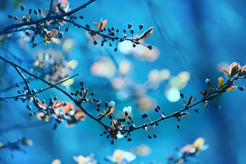 Branches of a lush blossoming decorative apple tree in early spring. Very soft selective focus, a little vintage artistic photo.

