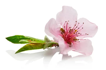 Crédence de cuisine en verre imprimé Fleurs Almond flower