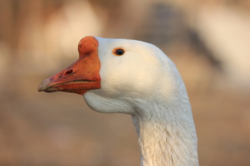 rustic geese at sunset