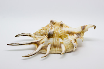 Sea beautiful unusual shell on a white background
