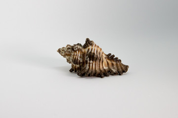 Sea beautiful unusual shell on a white background