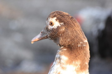 rustic duck on sunset, the sun