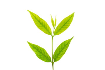 green leaf isolated on a white background 