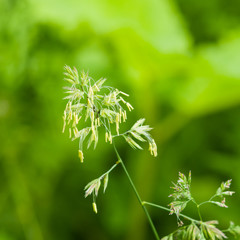 Flowers on Cock's-foot or Cat grass, Dactylis glomerata, closeup with green bokeh background, selective focus, shallow DOF