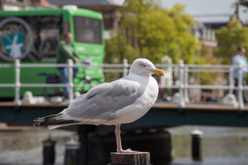 Möwe auf dem Pfahl in Amsterdam
