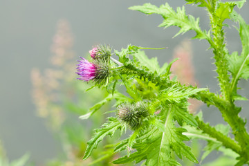 Blooming Thistle, Carduus, flower and buds macro with bokeh background, selective focus, shallow DOF