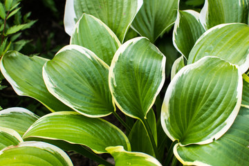 Naklejka na ściany i meble Bright ornamental green hosta plant leafs growing in the summer garden.