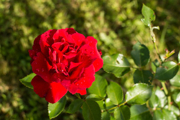 Scarlet rose with drops of dew growing in garden. Blood red rose plant, green leafs bokeh background.