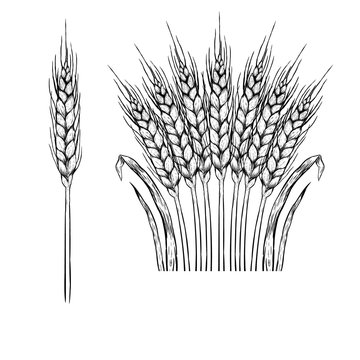 Hand drawn set of rye. Vector sketch