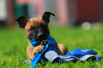 puppy belgian shepherd © melounix