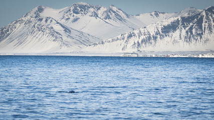 Minke Whale in Reykjavik harbour