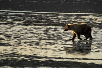 Brown bear feeding on tidal flats in Alaska