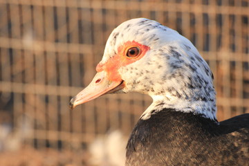 rustic duck on sunset, the sun