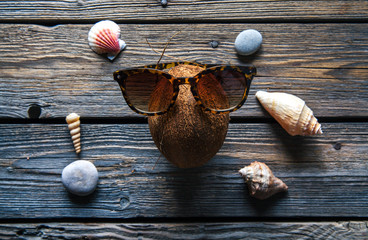 Coconut on a wooden background, seashells, stones, food, nature