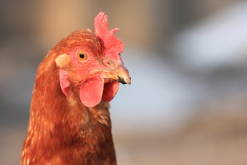 red rustic chicken on a walk