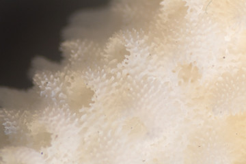 Corals are marine invertebrates in the class Anthozoa of phylum Cnidaria under the Stereo microscope view for education in laboratory.(soft focus and have Grain/Noise)