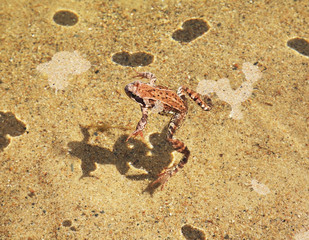 Frog at Lake Lyokshmozero. Morshchikhinskaya village. Kargopolsky District. Arkhangelsk Oblast. Russia