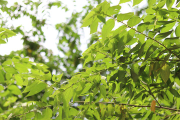 Fototapeta na wymiar Green nature leaves