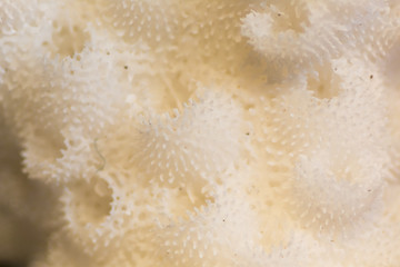 Corals are marine invertebrates in the class Anthozoa of phylum Cnidaria under the Stereo microscope view for education in laboratory.(soft focus and have Grain/Noise)