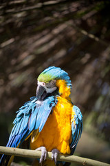Parrot portrait of bird. Wildlife scene from tropic nature.