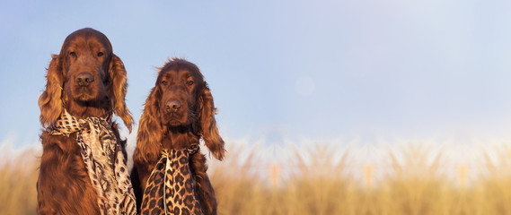 Website banner of funny Irish Setter dogs as looking at the camera