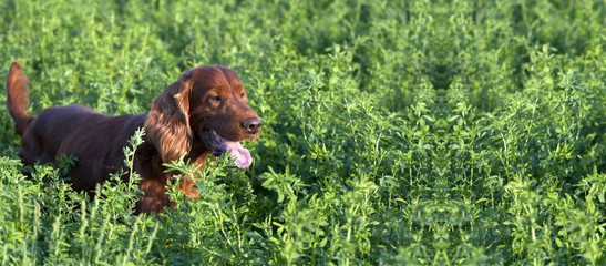 Website banner of an Irish Setter dog as hunting in the field