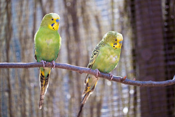 Parrot portrait of bird. Wildlife scene from tropic nature.