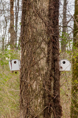 Two Birdhouses Vertical