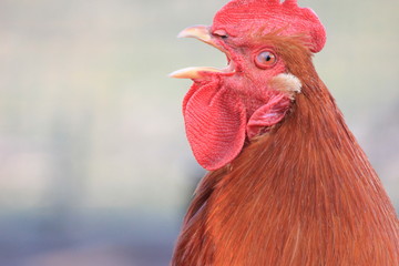 farm screaming cock sunset