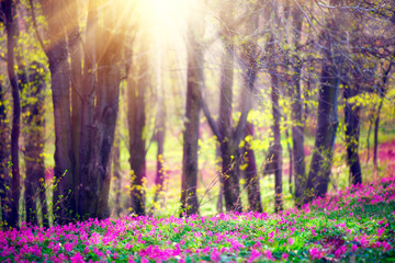 Panele Szklane Podświetlane  Wiosenny park z zieloną trawą, kwitnącymi dzikimi kwiatami i drzewami. Piękny krajobraz przyrody