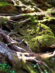 low angle view of green moss growing on tree roots with dappled sunlight - blurrred dreamy effect