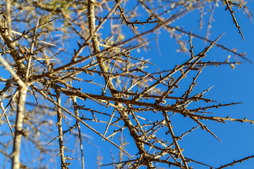 Branches of trees without leaves background. Dry season tree without leaves.