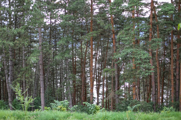 A wall of pine trees, in the Carpathian mountains